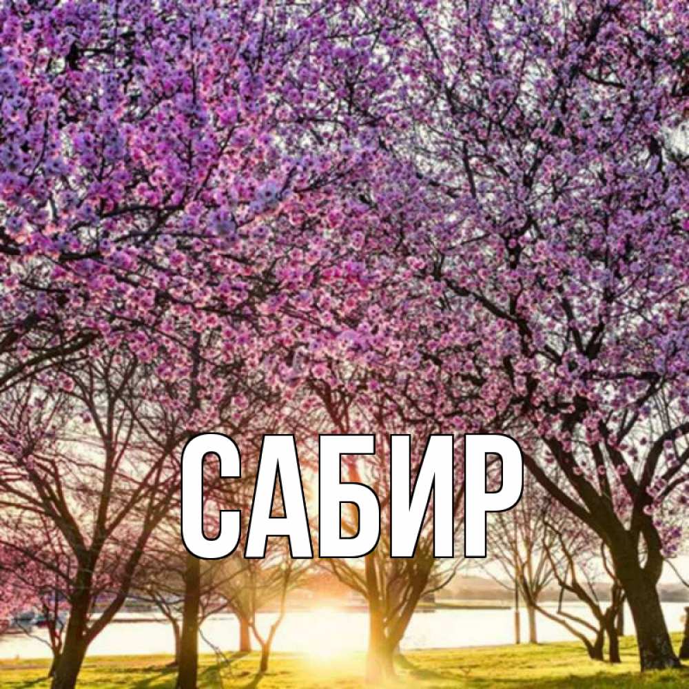 Открытка на каждый день с именем, Сабир Главная праздник весны наурыз Прикольная открытка с пожеланием онлайн скачать бесплатно 