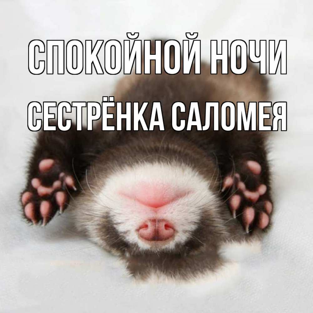Открытка на каждый день с именем, Сестрёнка-Саломея Спокойной ночи зверек Прикольная открытка с пожеланием онлайн скачать бесплатно 