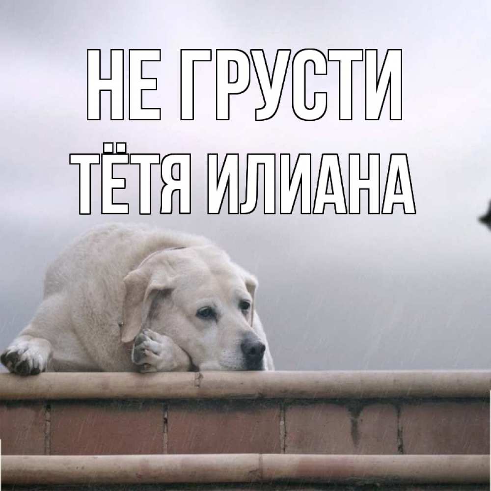 Открытка на каждый день с именем, Тётя-Илиана Не грусти белый пес 1 Прикольная открытка с пожеланием онлайн скачать бесплатно 