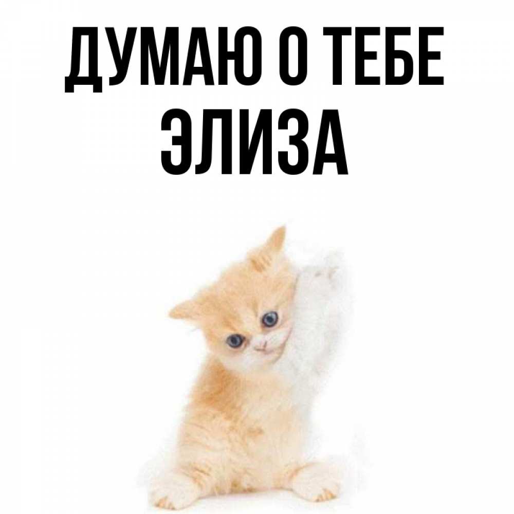 Открытка на каждый день с именем, Элиза Думаю о тебе зверушки и милота Прикольная открытка с пожеланием онлайн скачать бесплатно 