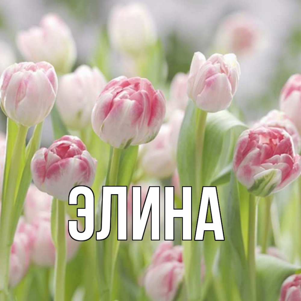 Открытка на каждый день с именем, Элина Главная цветы Прикольная открытка с пожеланием онлайн скачать бесплатно 