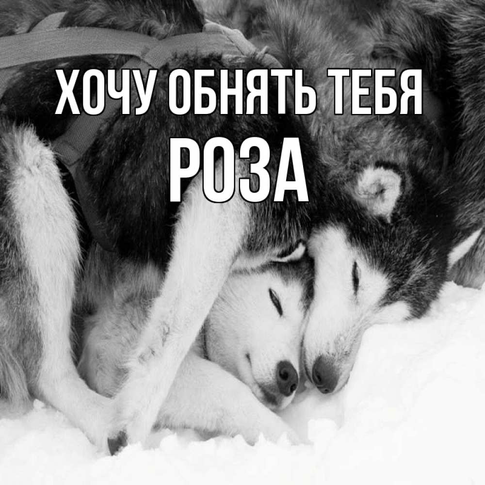 Открытка на каждый день с именем, Роза Хочу обнять тебя собачки в упряжке Прикольная открытка с пожеланием онлайн скачать бесплатно 