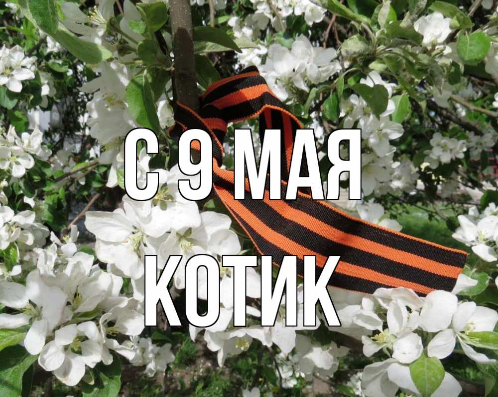 Картинка С 9 мая, котик