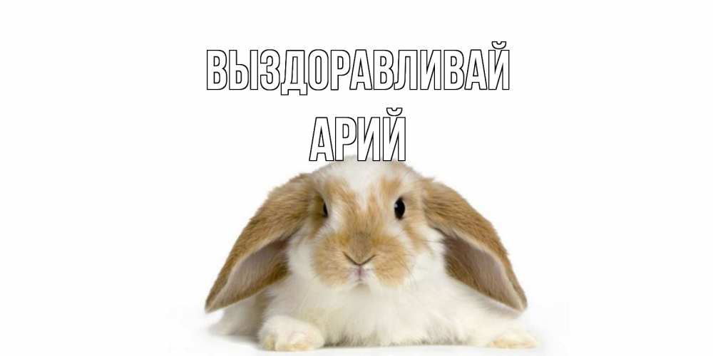 Открытка на каждый день с именем, Арий Выздоравливай вислоухий кролик белого и коричневого цвета Прикольная открытка с пожеланием онлайн скачать бесплатно 