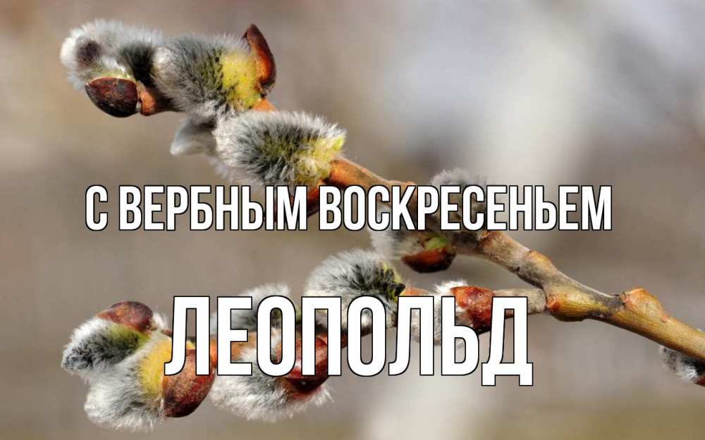 Открытка на каждый день с именем, Леопольд С вербным воскресеньем Верба Прикольная открытка с пожеланием онлайн скачать бесплатно 