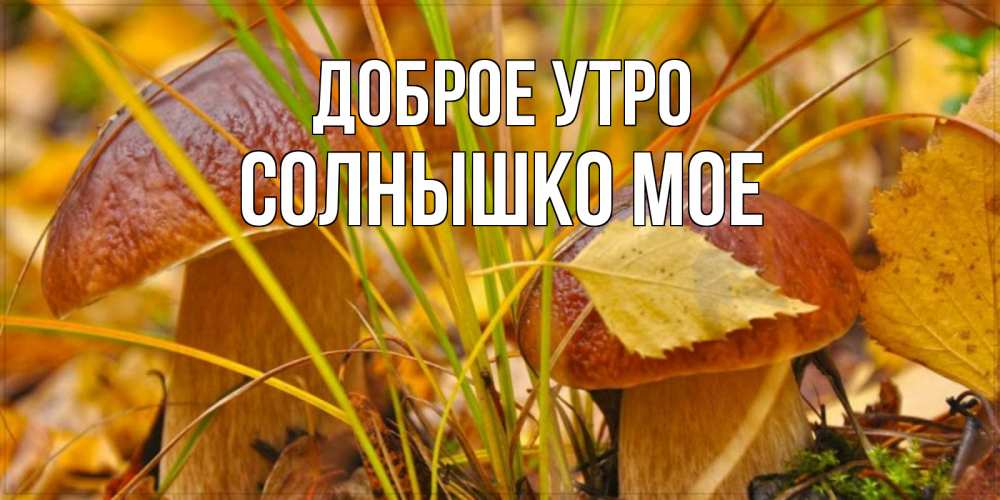 Открытка на каждый день с именем, СОЛНЫШКО-МОЕ Доброе утро осенние грибы Прикольная открытка с пожеланием онлайн скачать бесплатно 