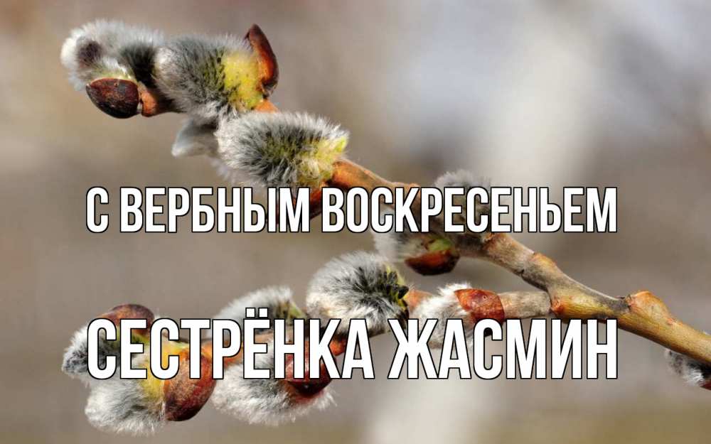 Открытка на каждый день с именем, Сестрёнка-Жасмин С вербным воскресеньем Верба Прикольная открытка с пожеланием онлайн скачать бесплатно 