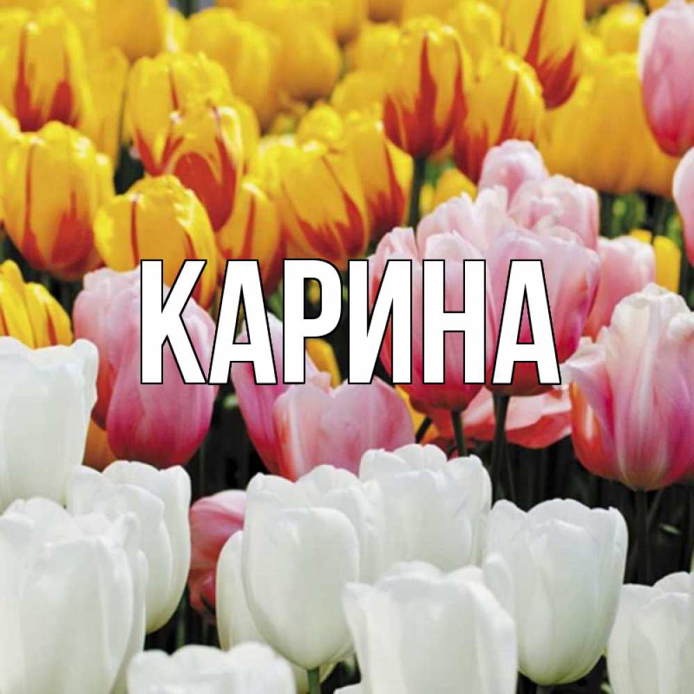 Открытка на каждый день с именем, Карина Главная разноцветные цветы Прикольная открытка с пожеланием онлайн скачать бесплатно 