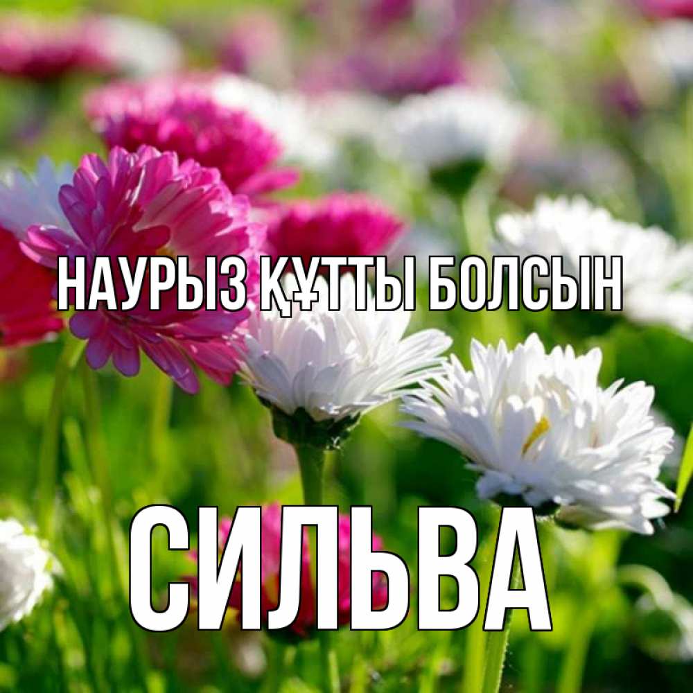 Открытка на каждый день с именем, Сильва Наурыз құтты болсын наурыз Прикольная открытка с пожеланием онлайн скачать бесплатно 