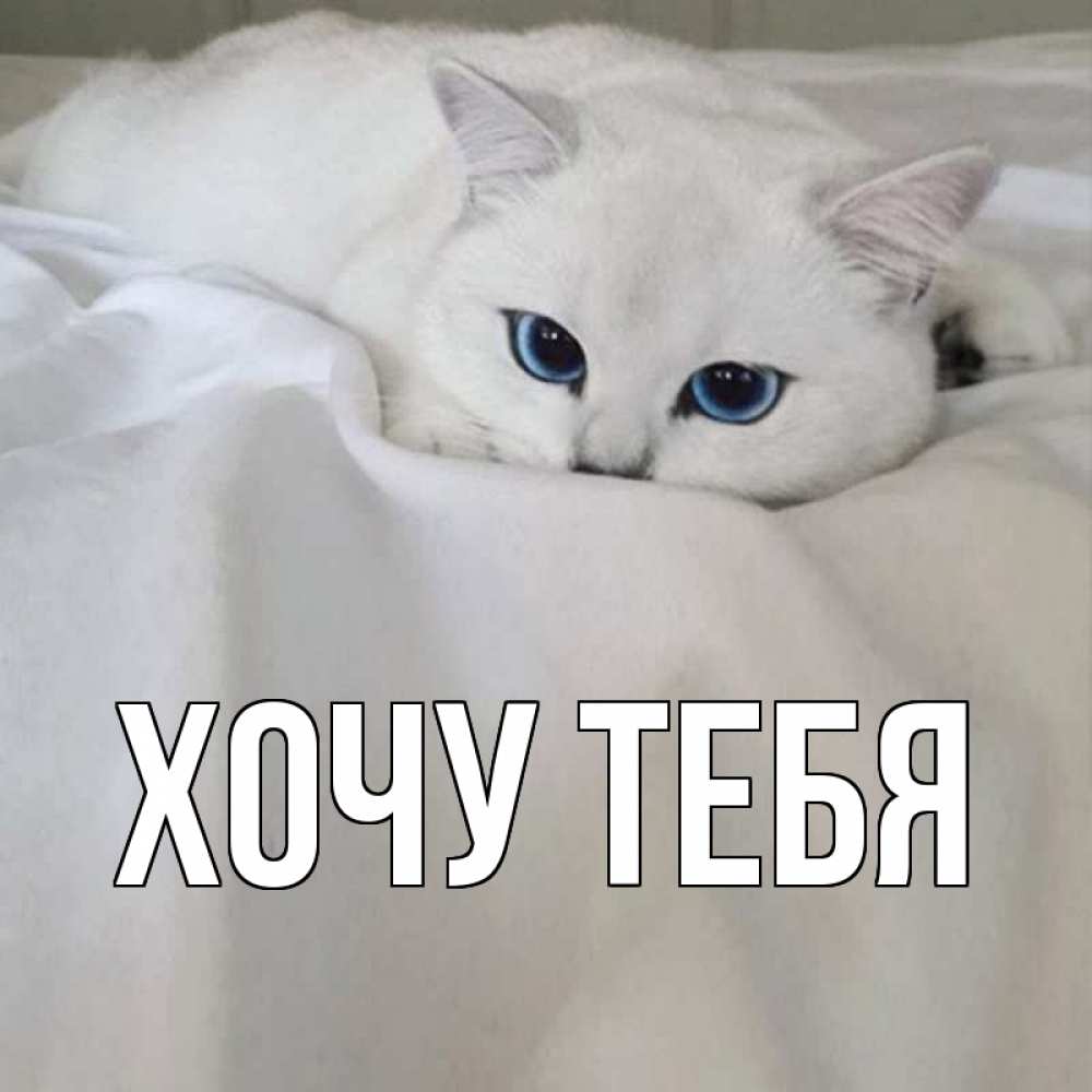Открытка на каждый день с именем, Хочу-тебя Главная белый кот с голубыми глазами на белоснежной кровати Прикольная открытка с пожеланием онлайн скачать бесплатно 