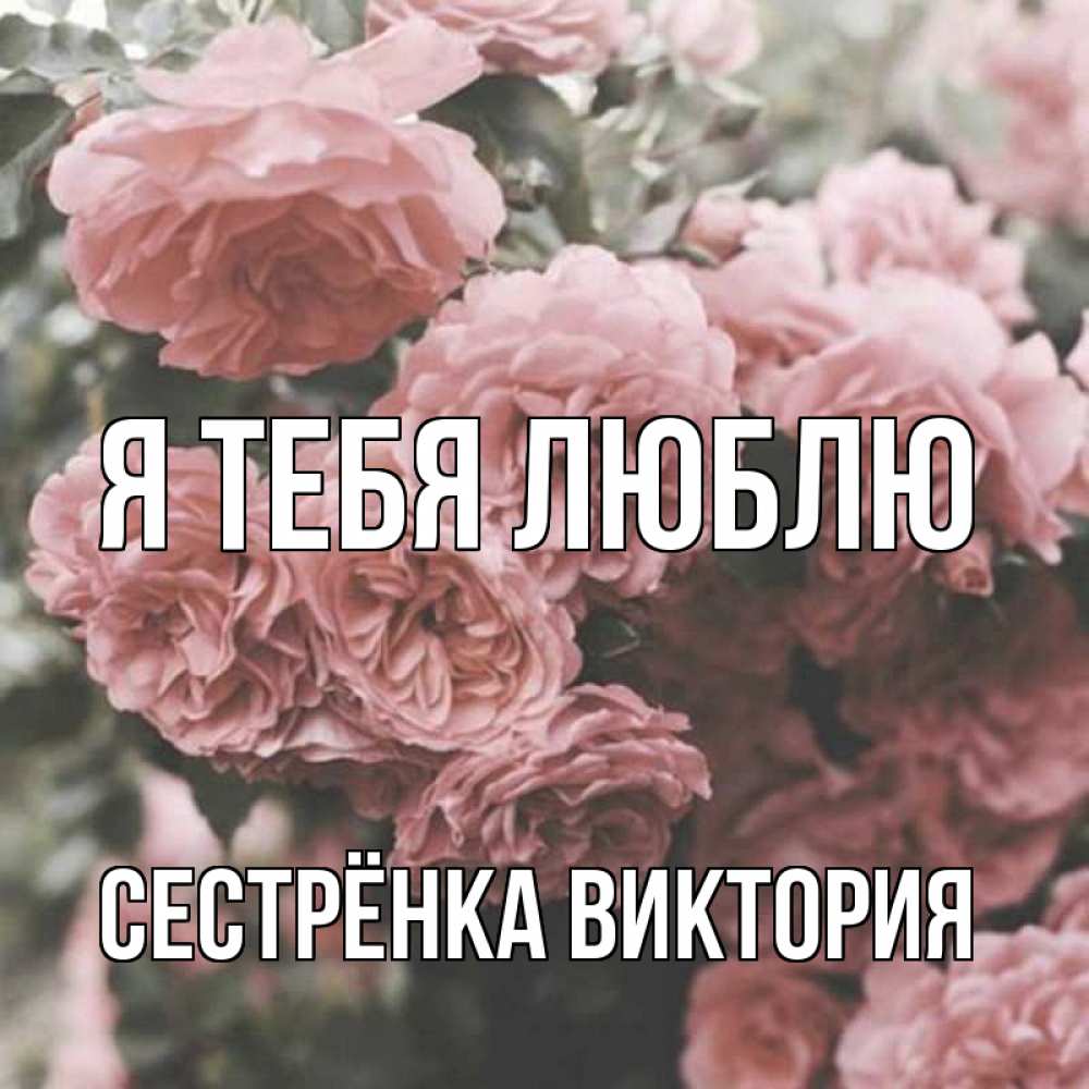 Открытка на каждый день с именем, Сестрёнка-Виктория Я тебя люблю розы 3 Прикольная открытка с пожеланием онлайн скачать бесплатно 