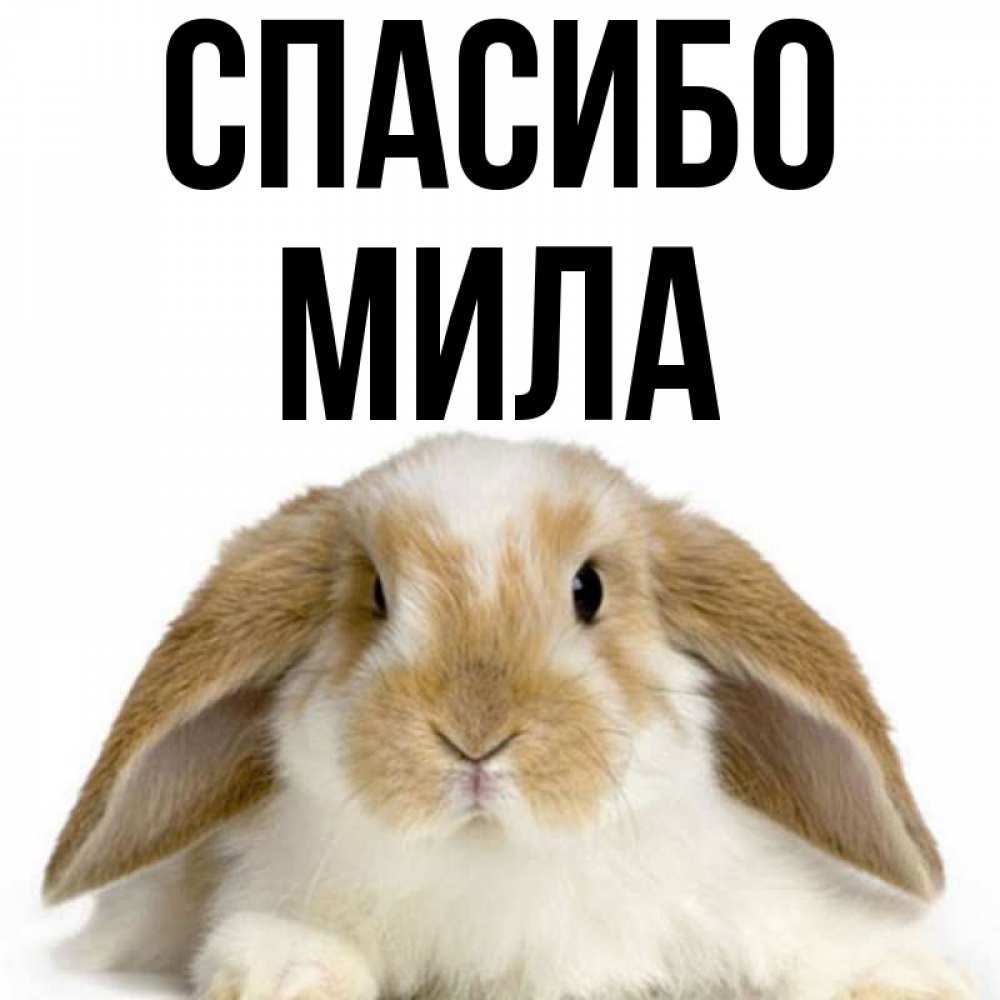 Мил имя