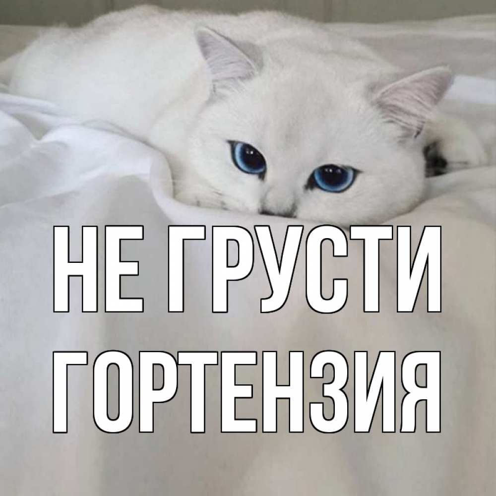 Открытка на каждый день с именем, Гортензия Не грусти белый кот с голубыми глазами на белоснежной кровати Прикольная открытка с пожеланием онлайн скачать бесплатно 