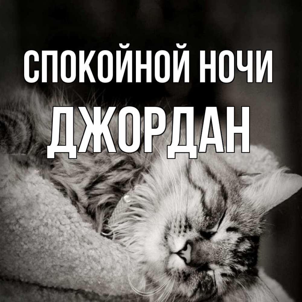 Открытка на каждый день с именем, Джордан Спокойной ночи котярик пушистый Прикольная открытка с пожеланием онлайн скачать бесплатно 