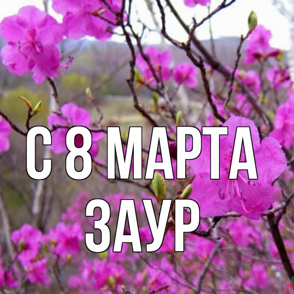 Картинка С 8 марта, Заур