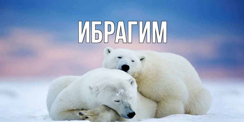 Открытка на каждый день с именем, Ибрагим Главная белые медведи спят в обнимку Прикольная открытка с пожеланием онлайн скачать бесплатно 