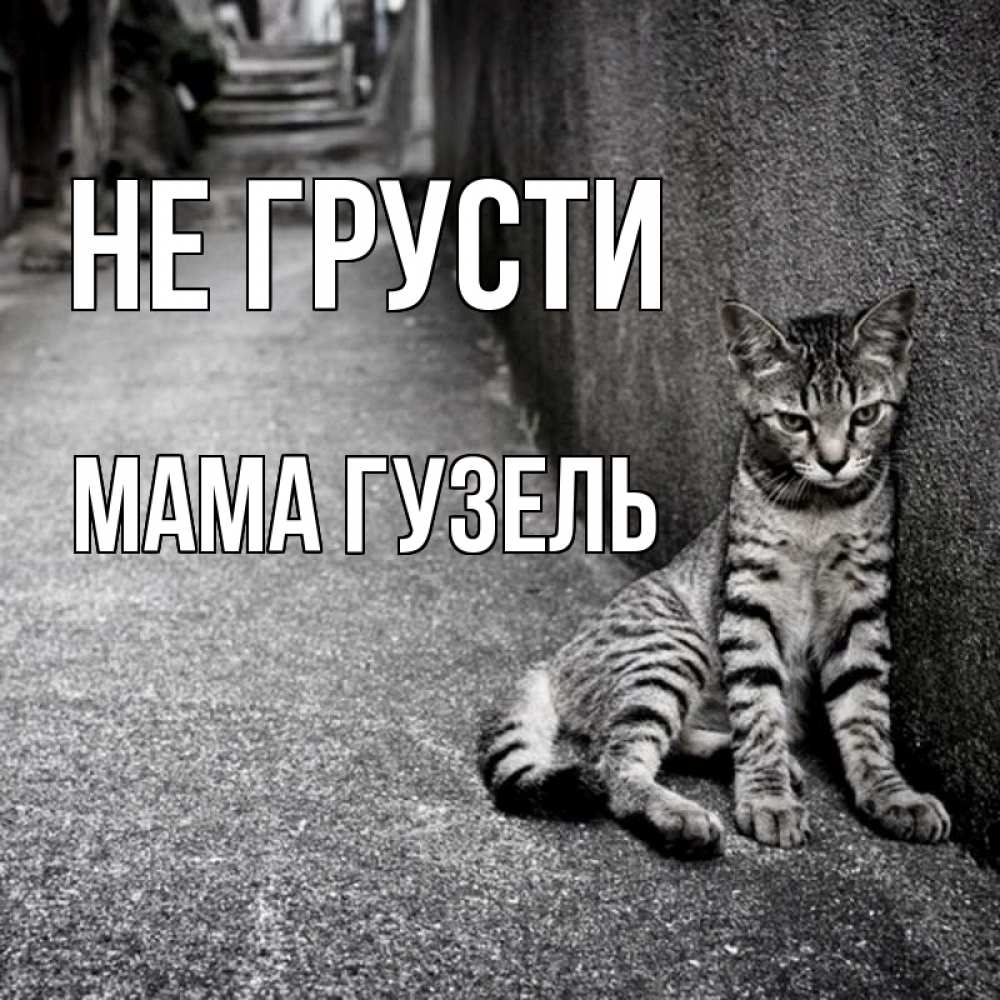 Открытка на каждый день с именем, Мама-Гузель Не грусти скучающий котик Прикольная открытка с пожеланием онлайн скачать бесплатно 