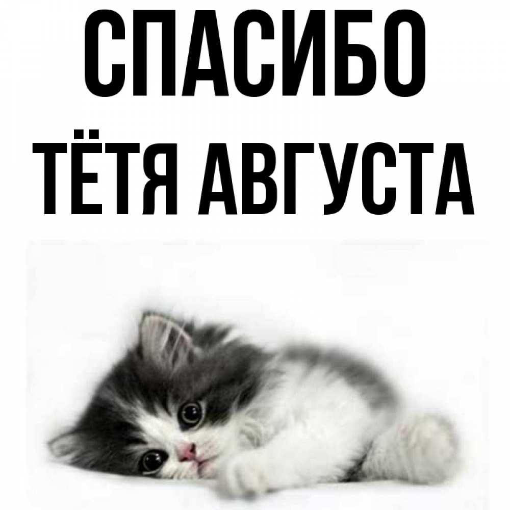 Открытка на каждый день с именем, Тётя-Августа Спасибо черный и белый кот Прикольная открытка с пожеланием онлайн скачать бесплатно 
