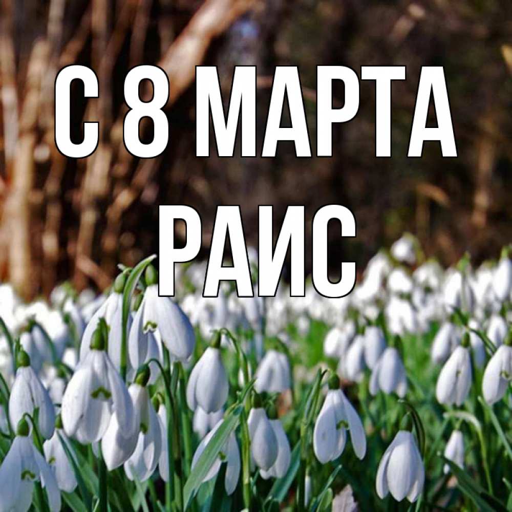 Открытка на каждый день с именем, Раис С 8 МАРТА с подснежниками 1 Прикольная открытка с пожеланием онлайн скачать бесплатно 