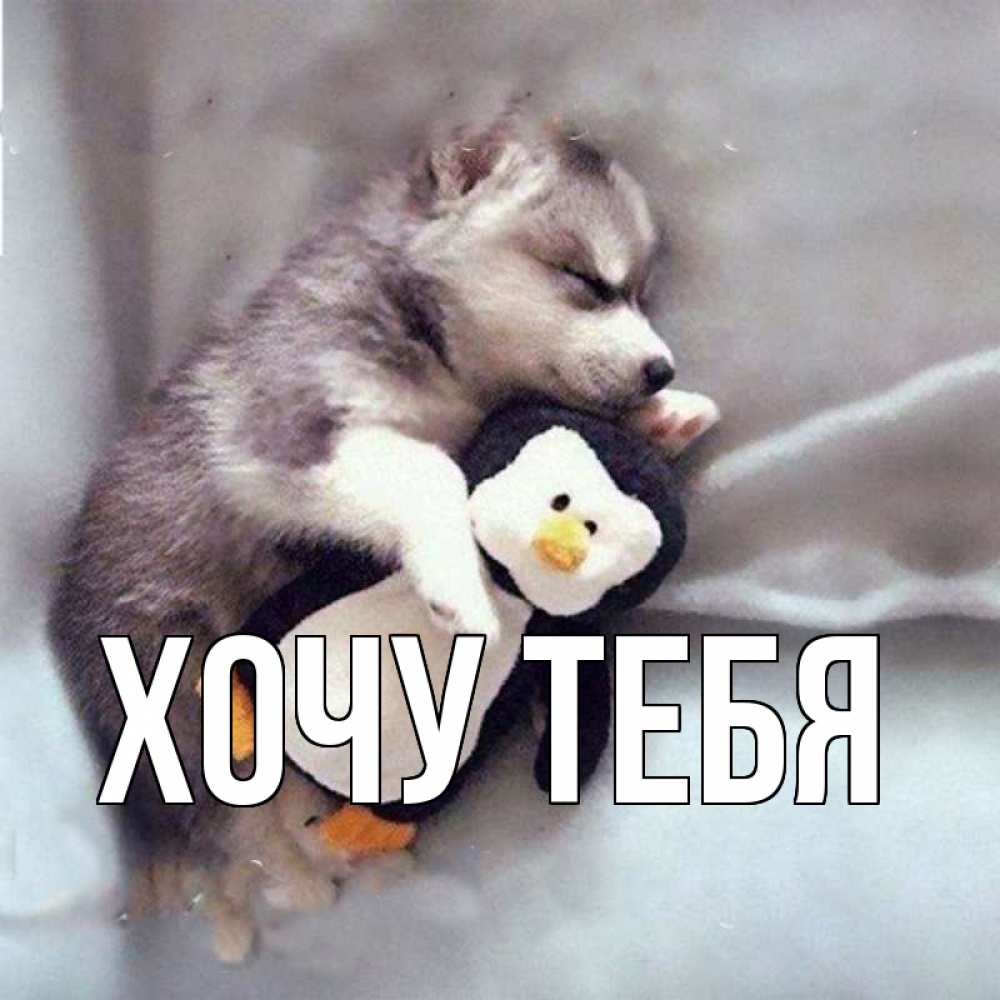 Открытка на каждый день с именем, Хочу-тебя Главная обнимашки щенка и пингвина Прикольная открытка с пожеланием онлайн скачать бесплатно 
