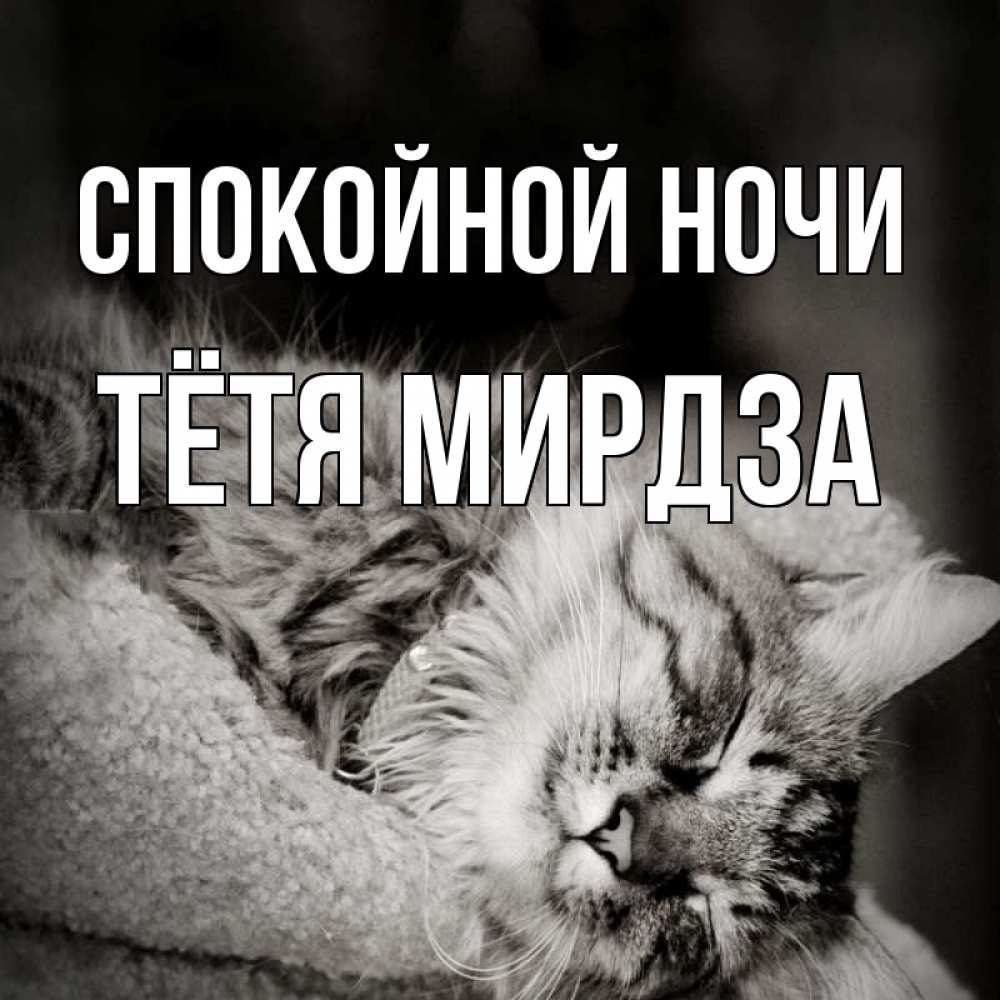 Открытка на каждый день с именем, Тётя-Мирдза Спокойной ночи котярик пушистый Прикольная открытка с пожеланием онлайн скачать бесплатно 