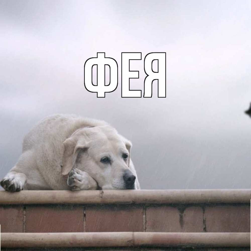 Открытка на каждый день с именем, Фея Главная белый пес 1 Прикольная открытка с пожеланием онлайн скачать бесплатно 