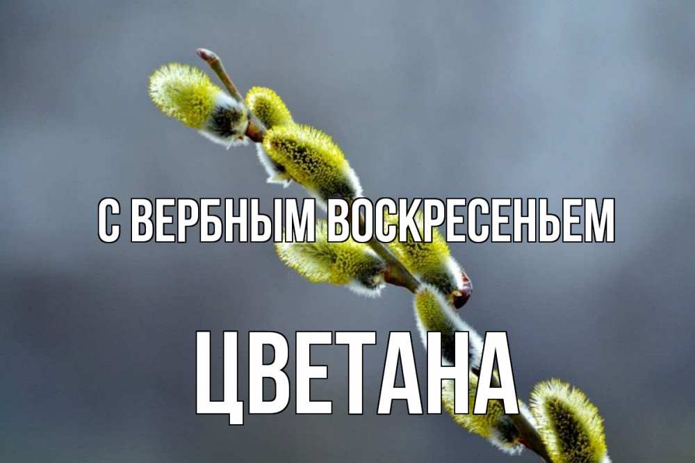 Открытка на каждый день с именем, Цветана С вербным воскресеньем верба Прикольная открытка с пожеланием онлайн скачать бесплатно 