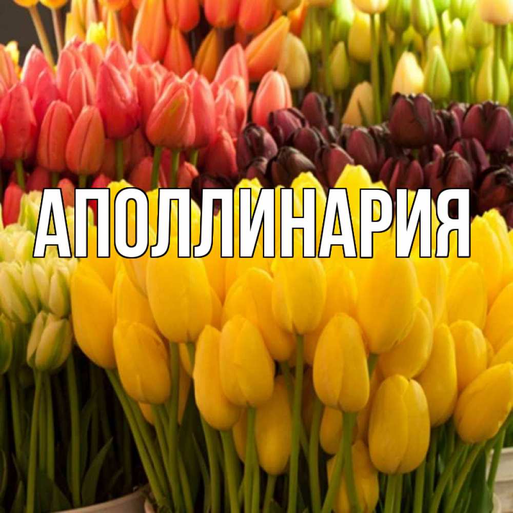 Открытка на каждый день с именем, Аполлинария Главная цветы Прикольная открытка с пожеланием онлайн скачать бесплатно 
