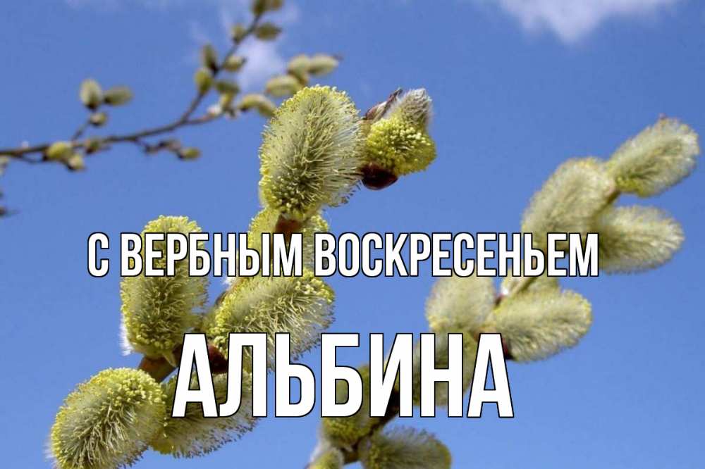 Открытка на каждый день с именем, Альбина С вербным воскресеньем верба Прикольная открытка с пожеланием онлайн скачать бесплатно 