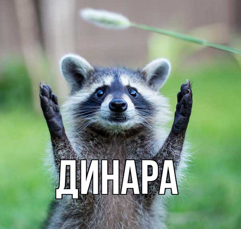 Открытка на каждый день с именем, Динара Главная животные Прикольная открытка с пожеланием онлайн скачать бесплатно 