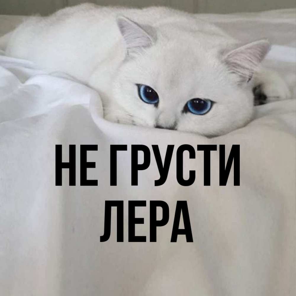 Открытка на каждый день с именем, Лера Не грусти Голубоглазая кошка Прикольная открытка с пожеланием онлайн скачать бесплатно 
