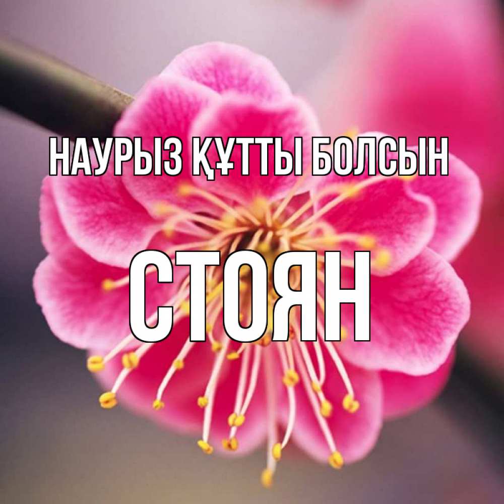 Открытка на каждый день с именем, Стоян Наурыз құтты болсын цветы Прикольная открытка с пожеланием онлайн скачать бесплатно 