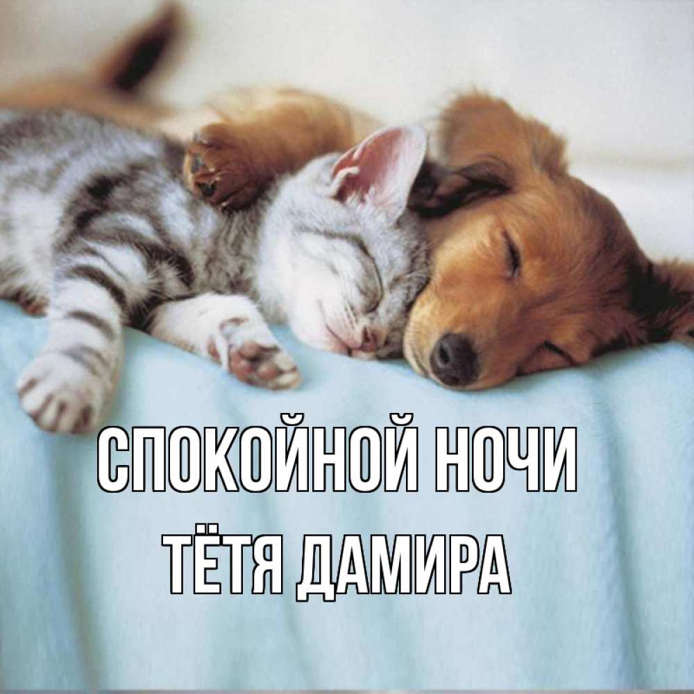 Открытка на каждый день с именем, Тётя-Дамира Спокойной ночи с животными Прикольная открытка с пожеланием онлайн скачать бесплатно 
