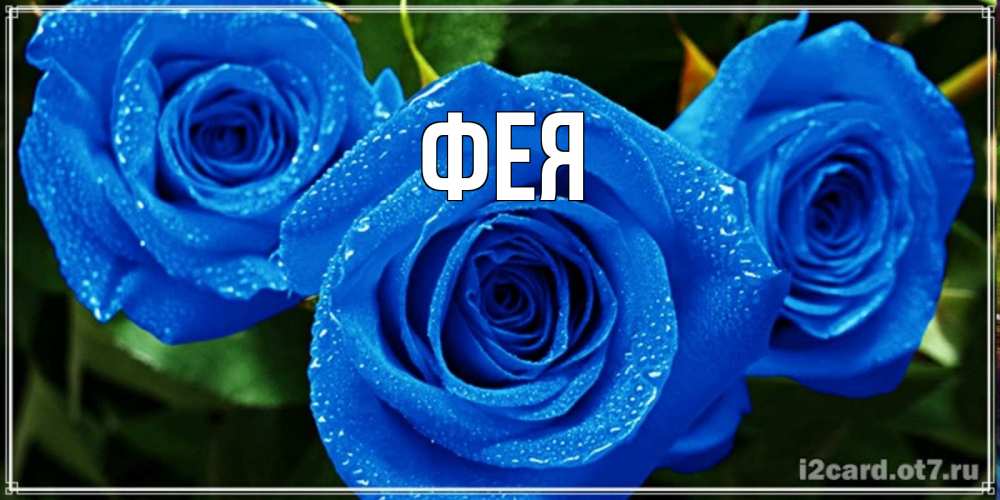 Открытка на каждый день с именем, Фея Главная розы с синим цветом Прикольная открытка с пожеланием онлайн скачать бесплатно 