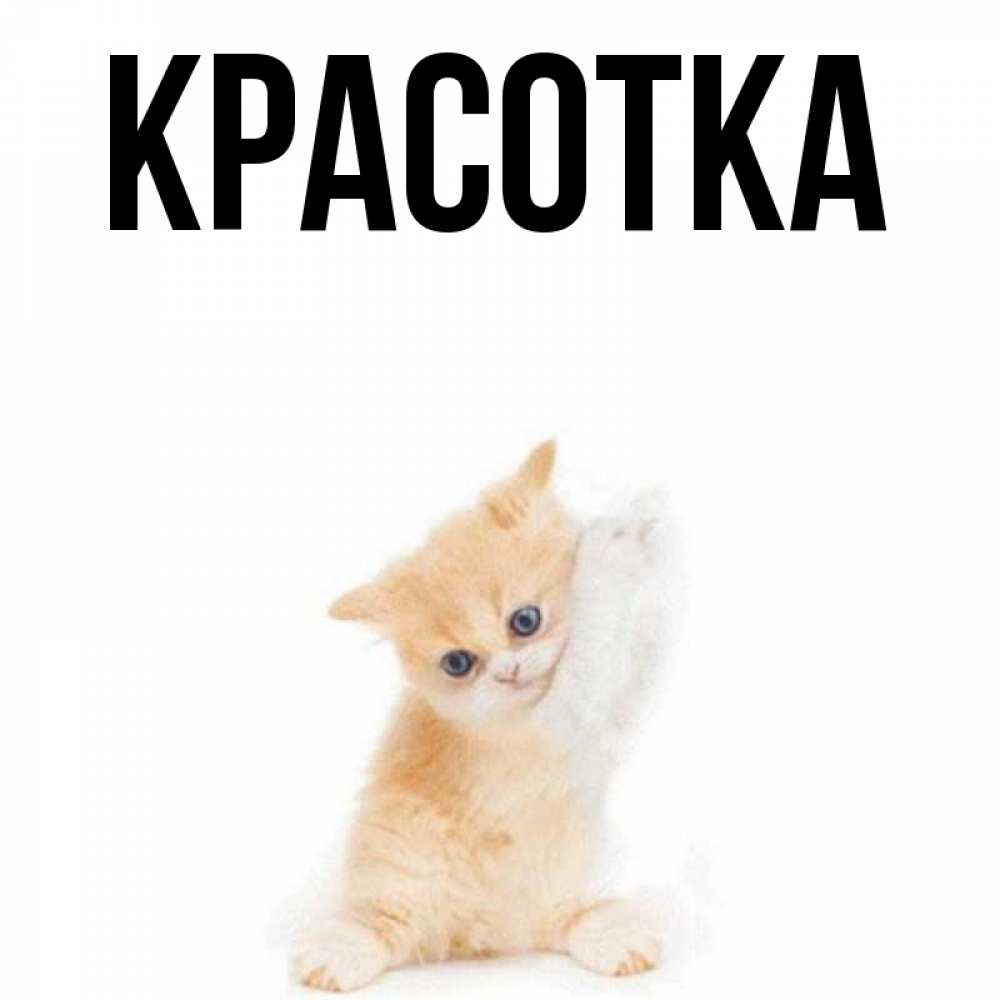 Открытка на каждый день с именем, красотка Главная зверушки и милота Прикольная открытка с пожеланием онлайн скачать бесплатно 