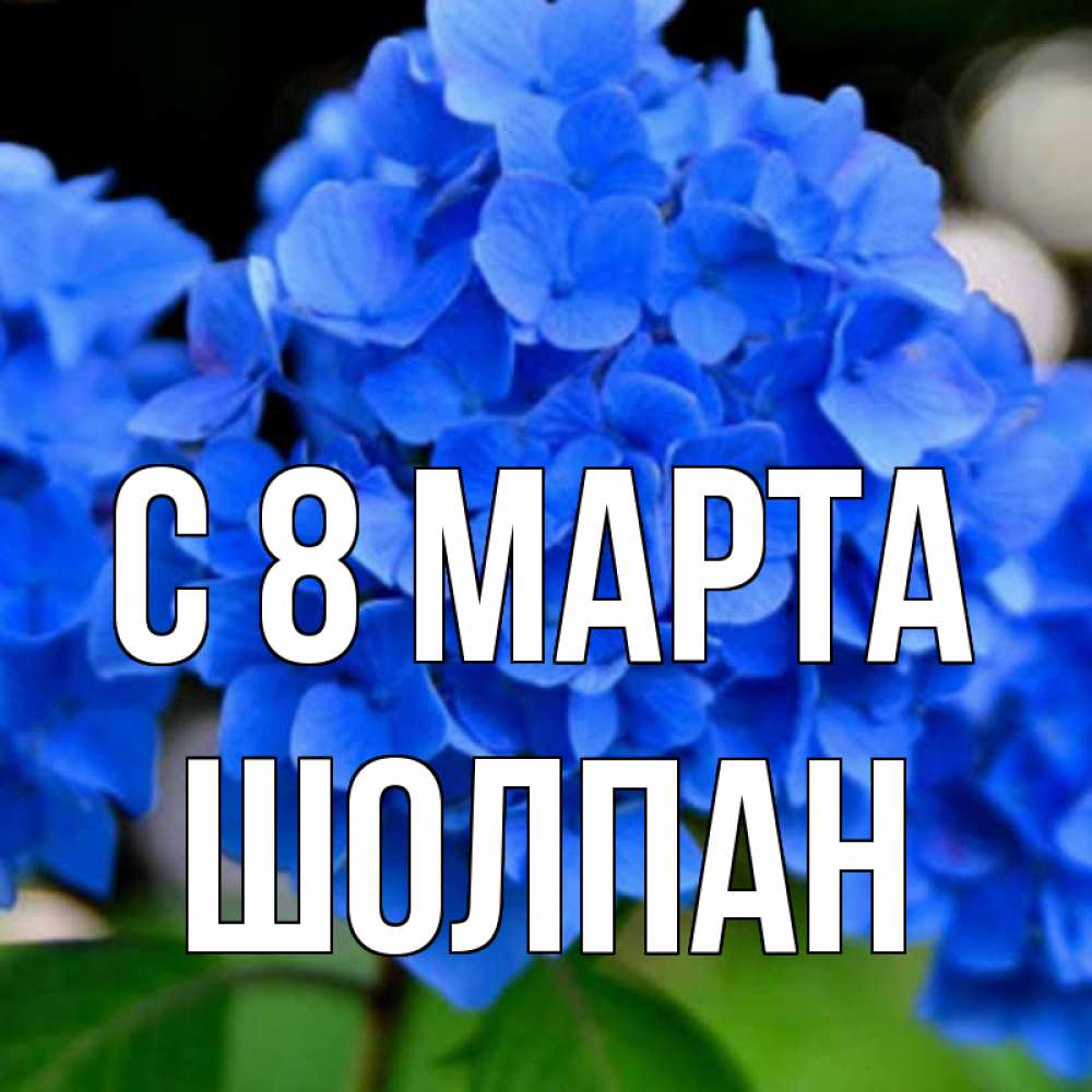 Открытка на каждый день с именем, Шолпан С 8 МАРТА синие цветы Прикольная открытка с пожеланием онлайн скачать бесплатно 
