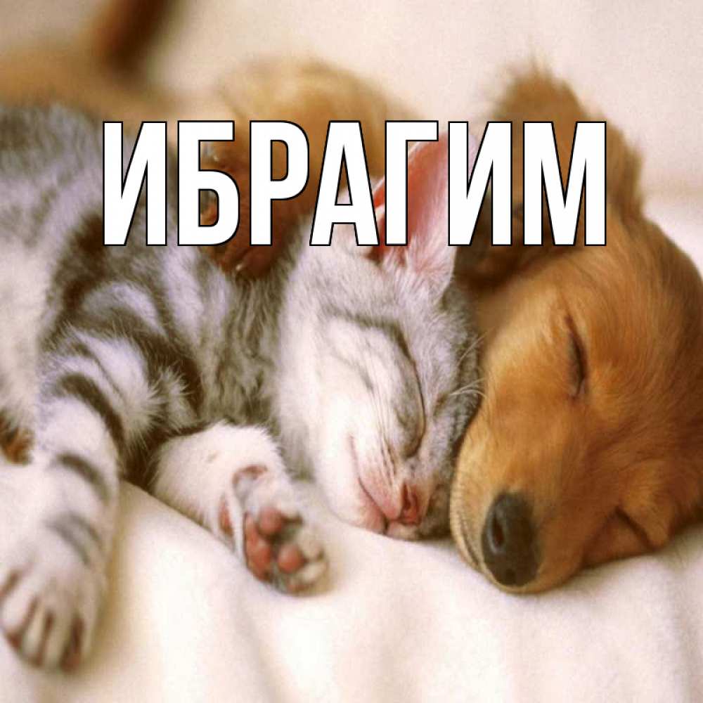 Открытка на каждый день с именем, Ибрагим Главная пес и котенок Прикольная открытка с пожеланием онлайн скачать бесплатно 