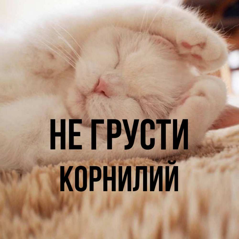 Открытка на каждый день с именем, Корнилий Не грусти Котенок спит Прикольная открытка с пожеланием онлайн скачать бесплатно 