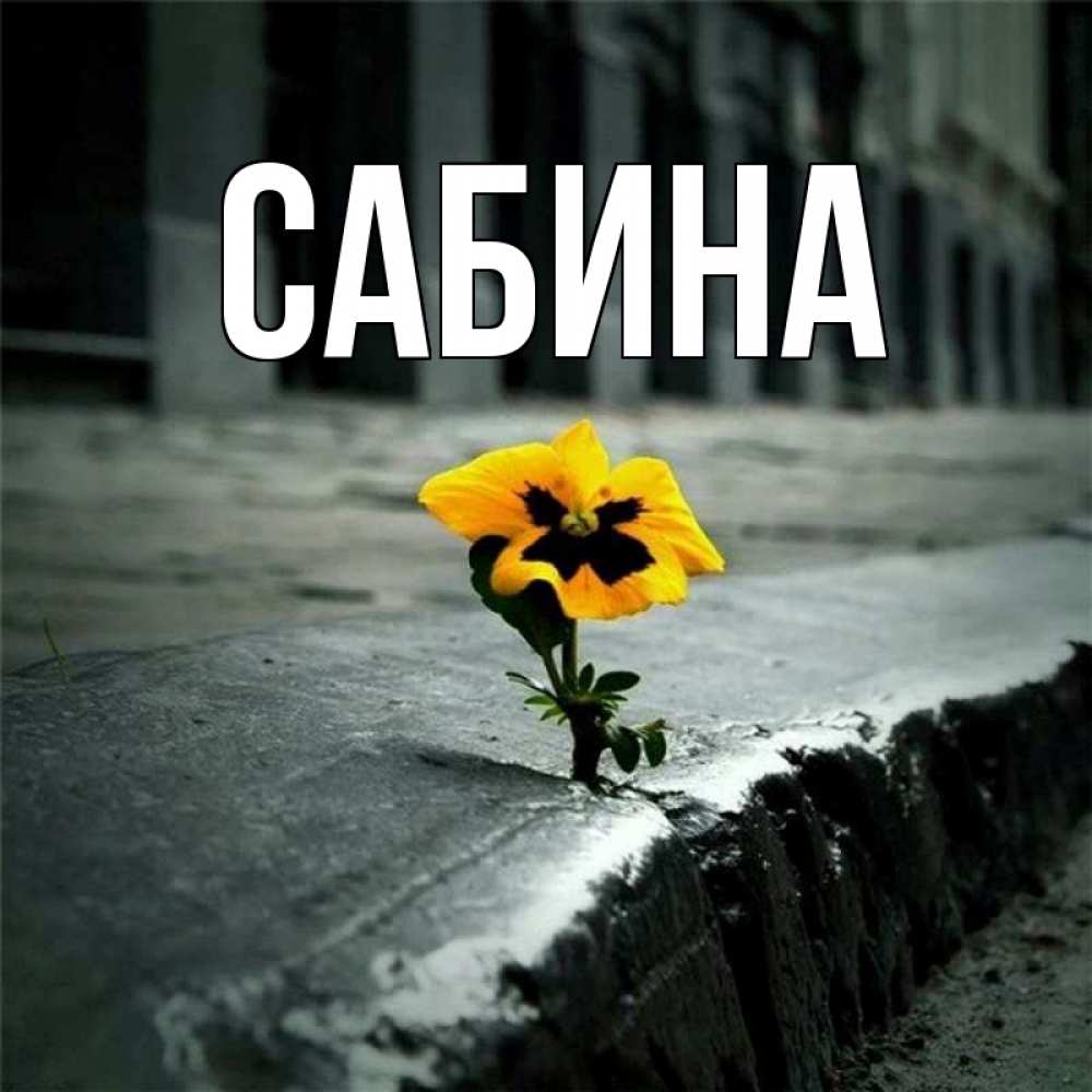Открытка на каждый день с именем, Сабина Главная не сдавайся Прикольная открытка с пожеланием онлайн скачать бесплатно 