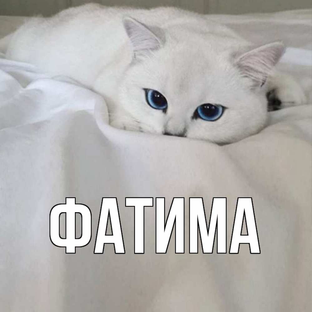 Открытка на каждый день с именем, Фатима Главная белый кот с голубыми глазами на белоснежной кровати Прикольная открытка с пожеланием онлайн скачать бесплатно 