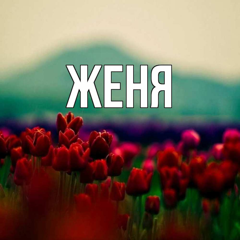 Открытка на каждый день с именем, Женя Главная тюльпаны 4 Прикольная открытка с пожеланием онлайн скачать бесплатно 