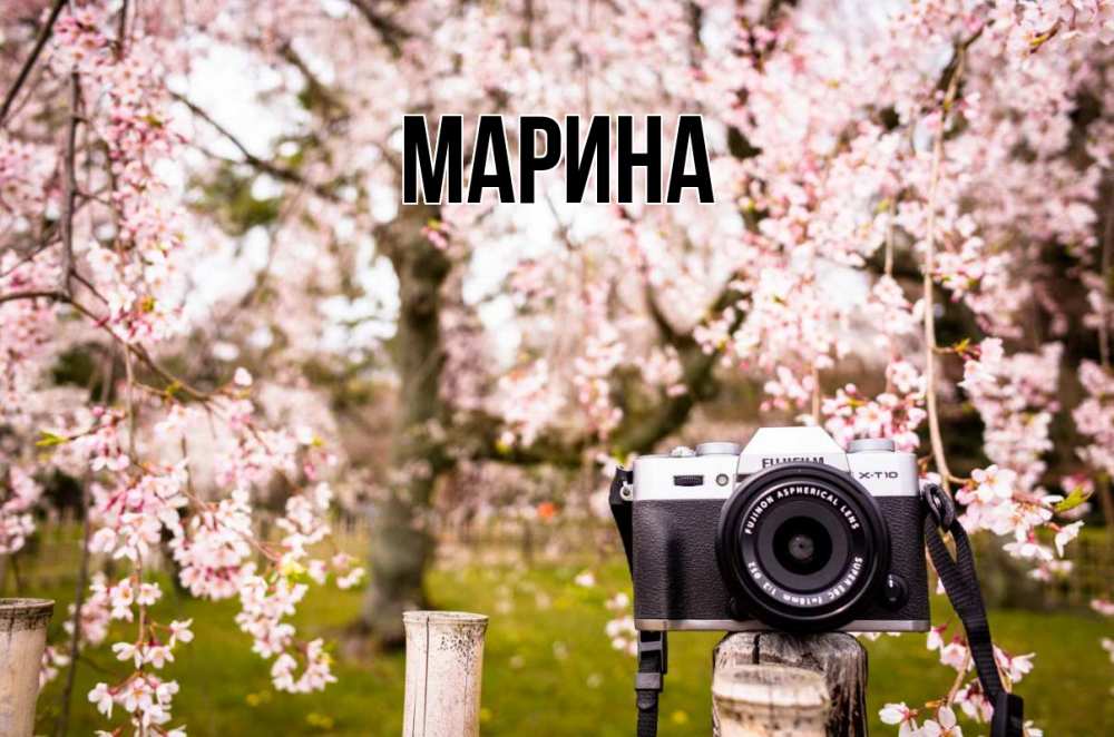 Открытка на каждый день с именем, Марина Главная сирень с днем фотографа, фотоаппарат Прикольная открытка с пожеланием онлайн скачать бесплатно 