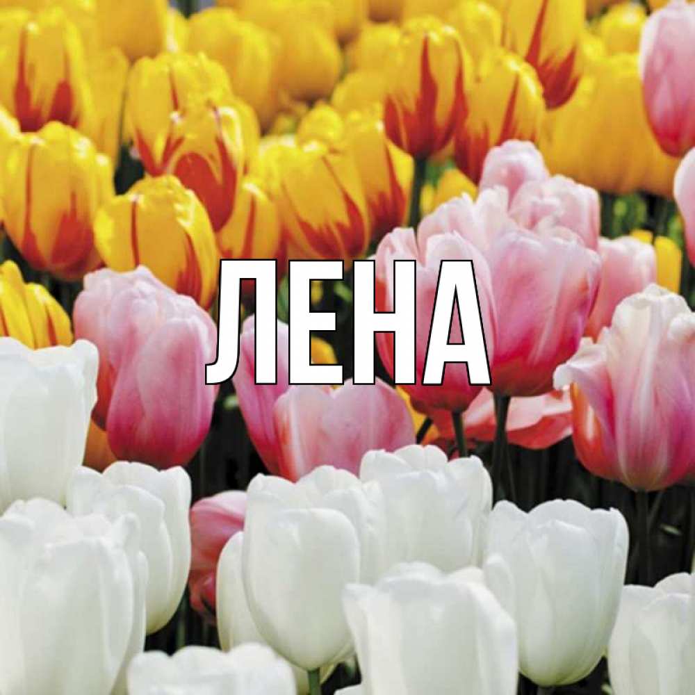 Открытка на каждый день с именем, Лена Главная разноцветные цветы Прикольная открытка с пожеланием онлайн скачать бесплатно 