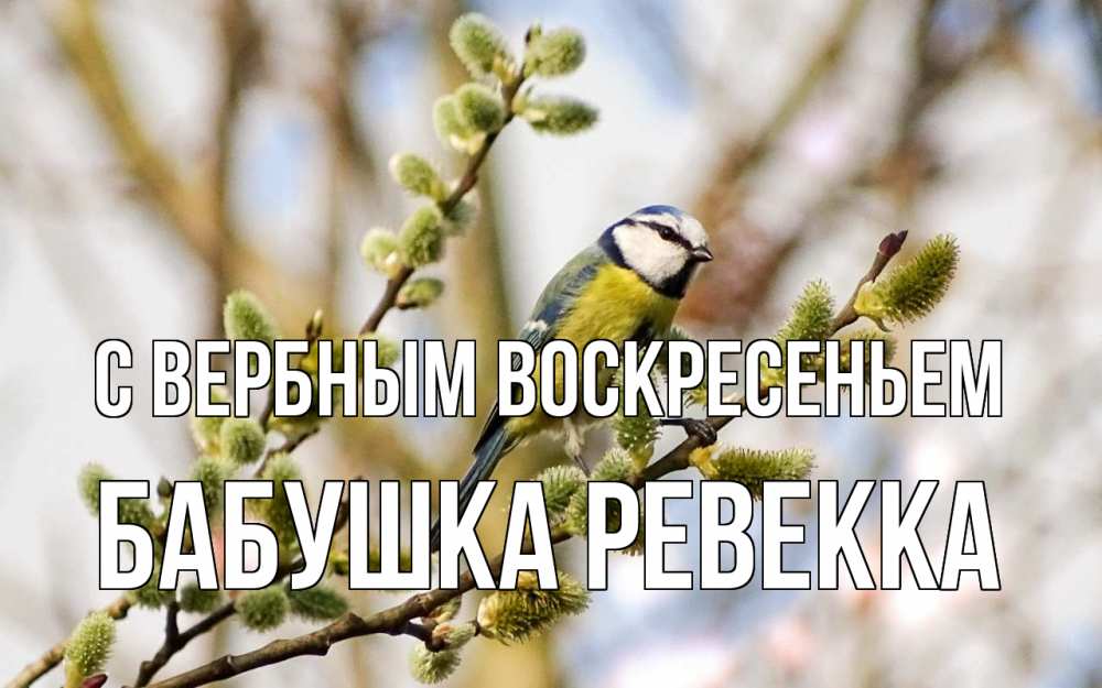 Открытка на каждый день с именем, Бабушка-Ревекка С вербным воскресеньем верба Прикольная открытка с пожеланием онлайн скачать бесплатно 