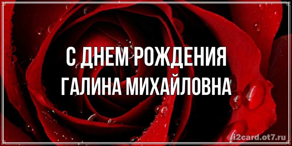 Открытка на каждый день с именем, Галина-Михайловна С днем рождения крупная бордовая роза Прикольная открытка с пожеланием онлайн скачать бесплатно 