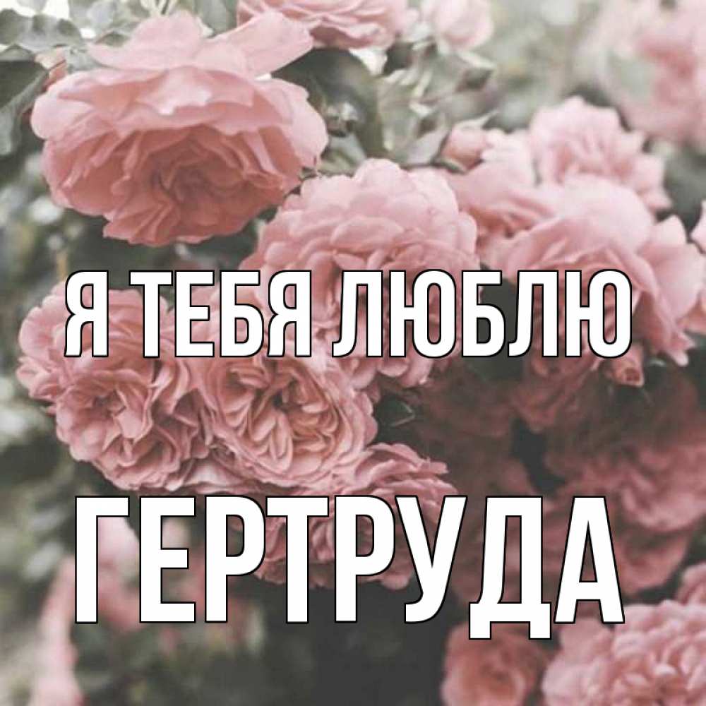 Открытка на каждый день с именем, Гертруда Я тебя люблю розы 3 Прикольная открытка с пожеланием онлайн скачать бесплатно 