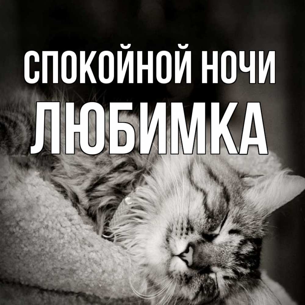Открытка на каждый день с именем, Любимка Спокойной ночи котярик пушистый Прикольная открытка с пожеланием онлайн скачать бесплатно 