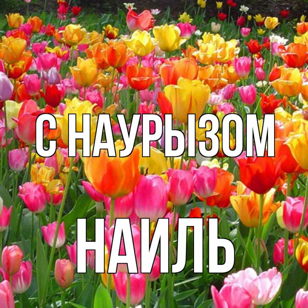 Открытка на каждый день с именем, Наиль С наурызом праздник весны наурыз 4 Прикольная открытка с пожеланием онлайн скачать бесплатно 