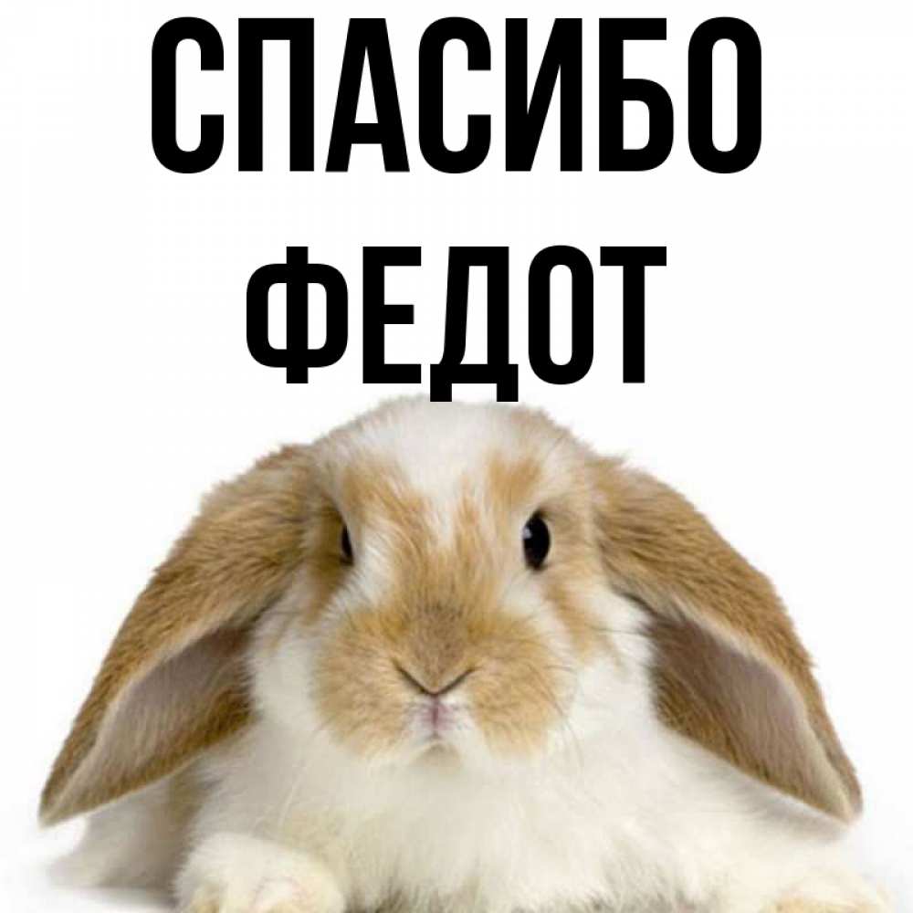Открытка на каждый день с именем, Федот Спасибо коричнево белый заяц Прикольная открытка с пожеланием онлайн скачать бесплатно 