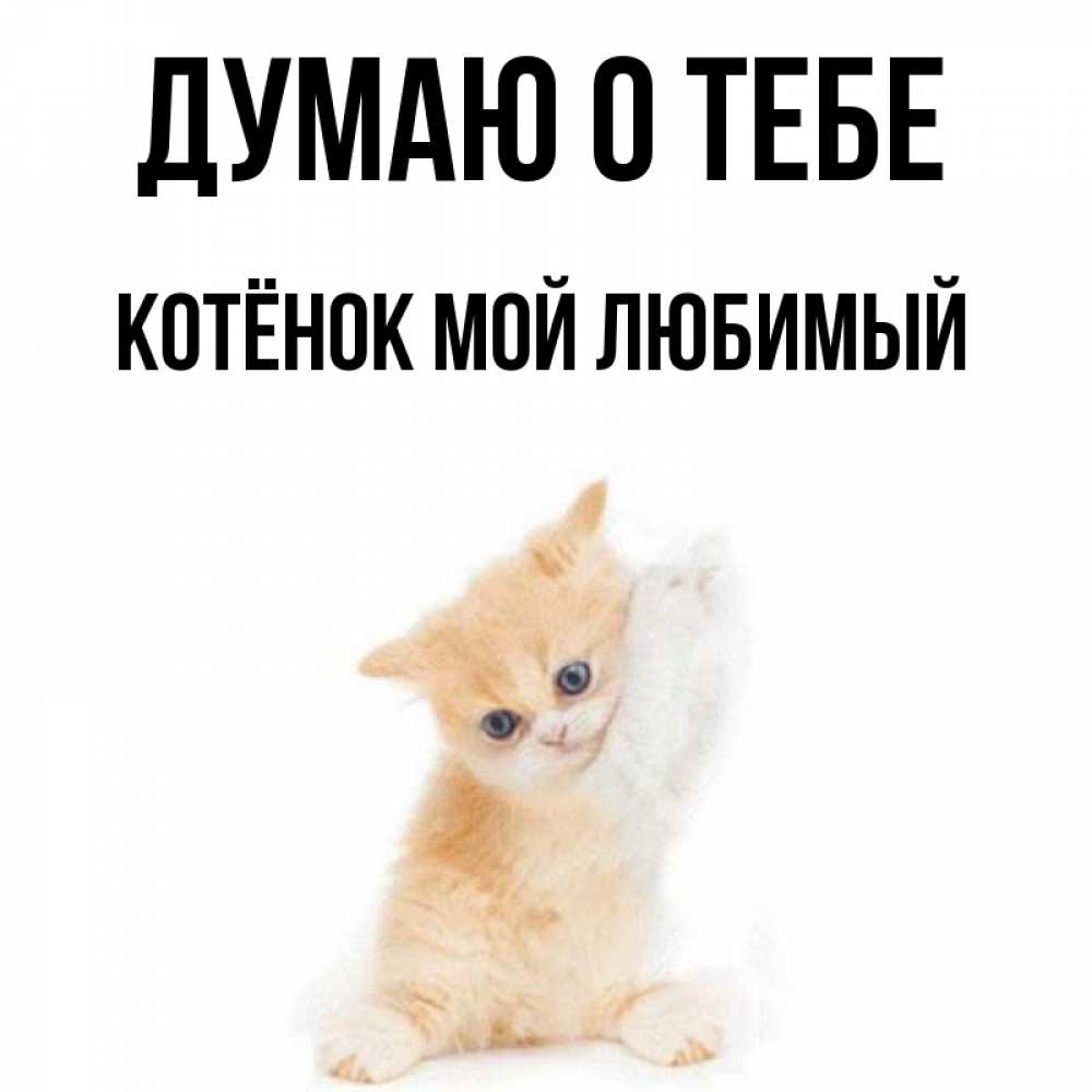 Картинка хана тебе котик